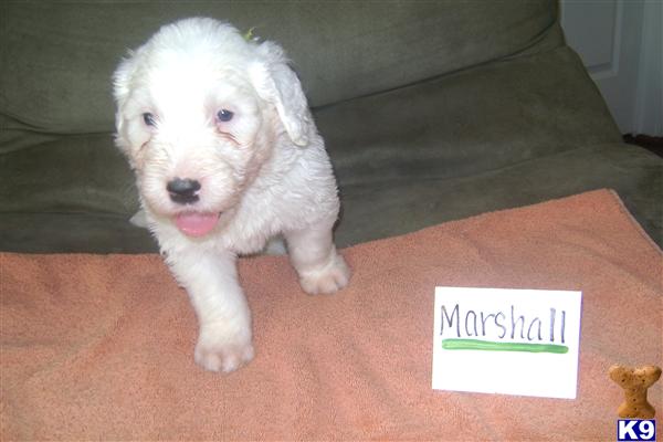 Old English Sheepdog